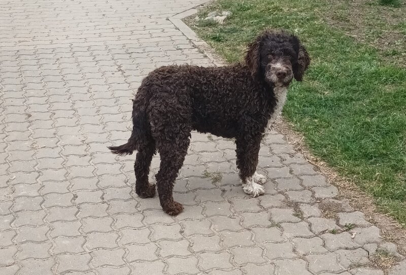Catei, pui Lagotto Romagnolo