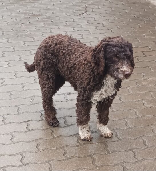 Catei, pui Lagotto Romagnolo
