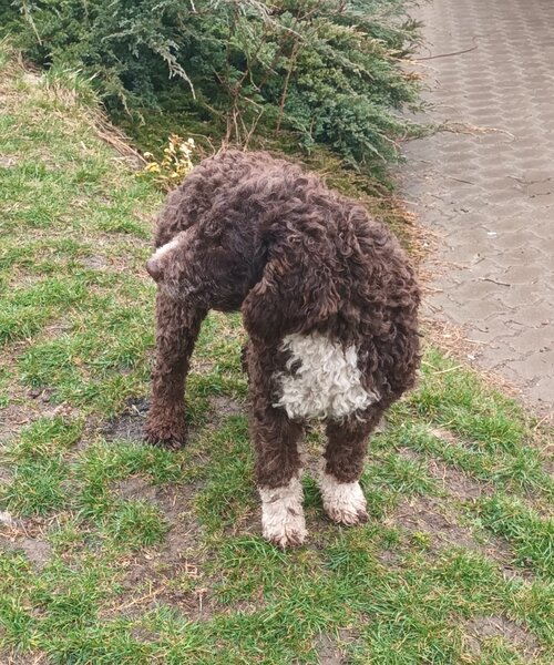 Catei, pui Lagotto Romagnolo