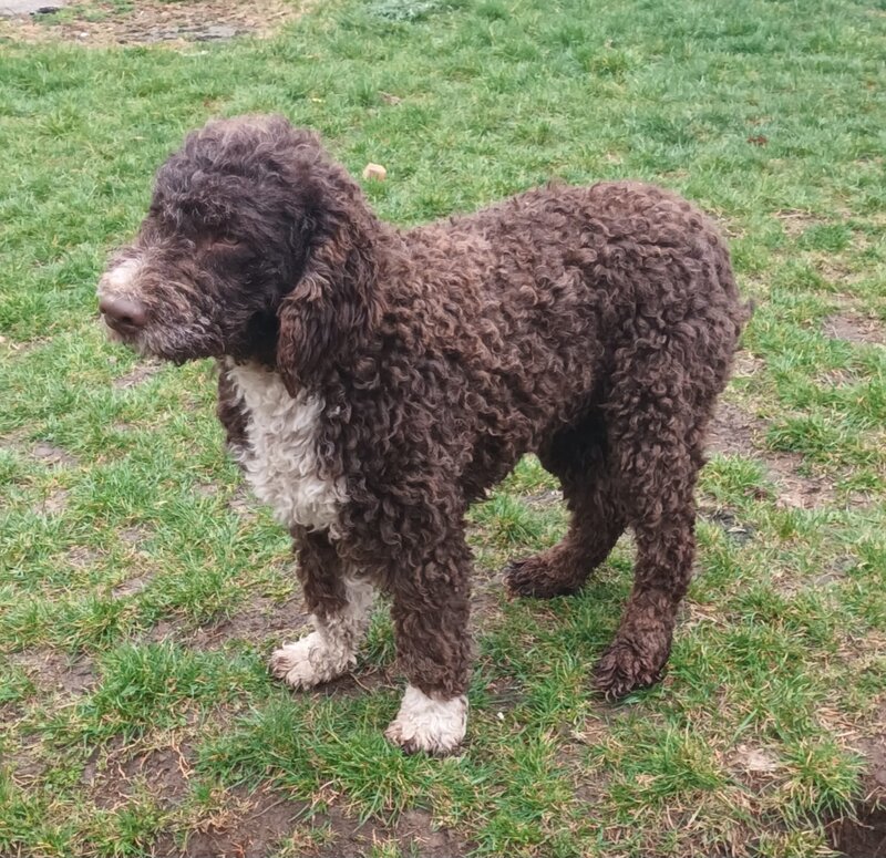 Catei, pui Lagotto Romagnolo