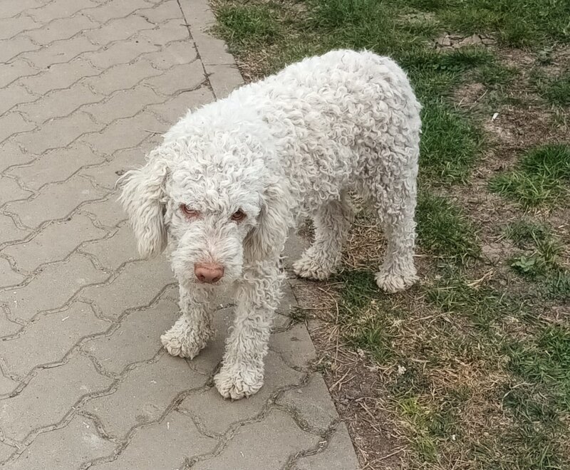 Catei, pui Lagotto Romagnolo