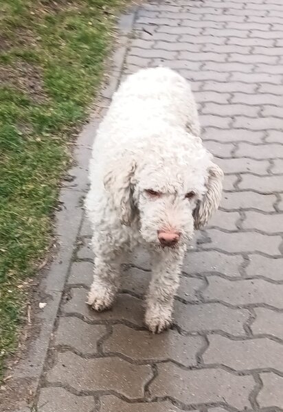 Catei, pui Lagotto Romagnolo