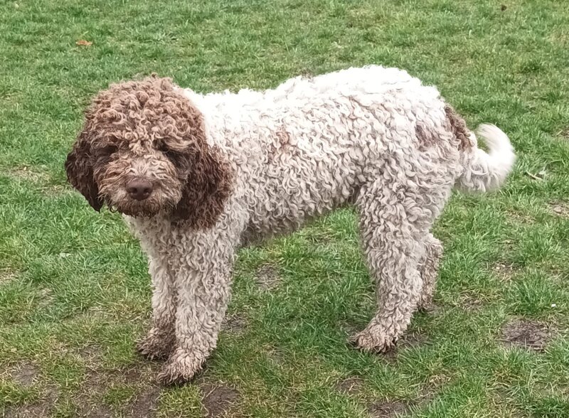 Catei, pui Lagotto Romagnolo