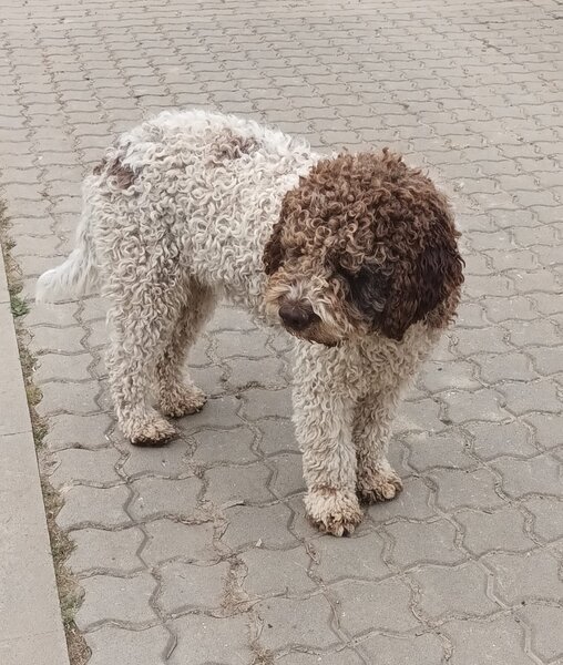 Catei, pui Lagotto Romagnolo