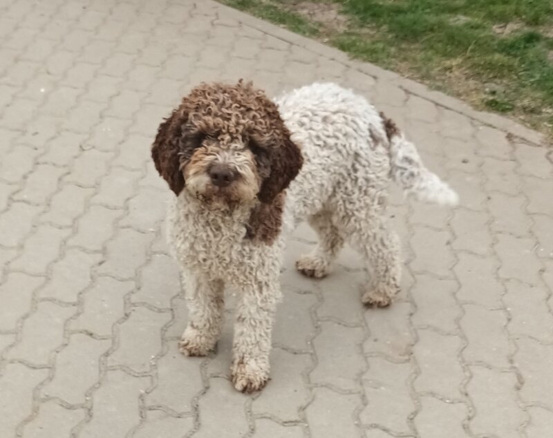 Catei, pui Lagotto Romagnolo
