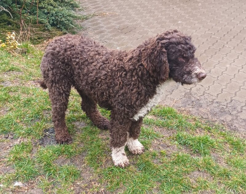 Catei, pui Lagotto Romagnolo