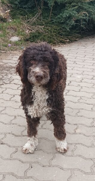 Catei, pui Lagotto Romagnolo