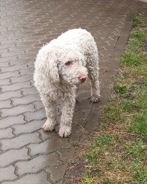 Catei, pui Lagotto Romagnolo
