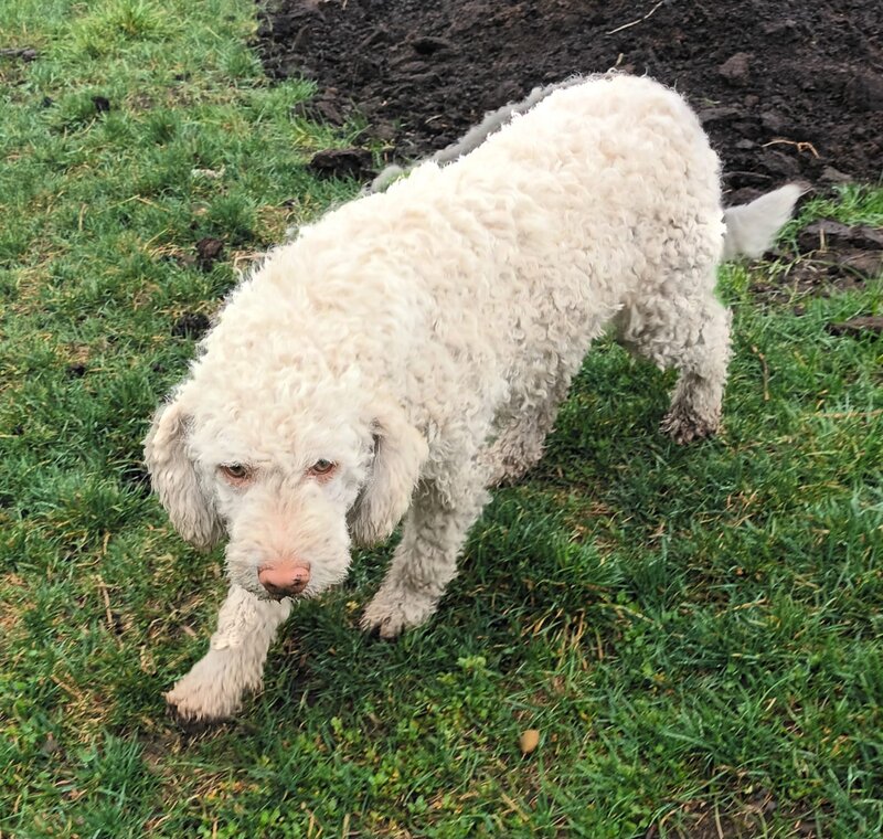 Catei, pui Lagotto Romagnolo