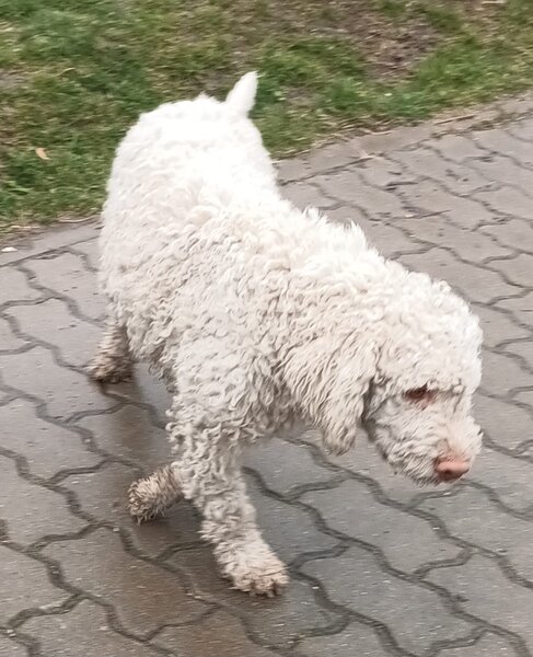 Catei, pui Lagotto Romagnolo