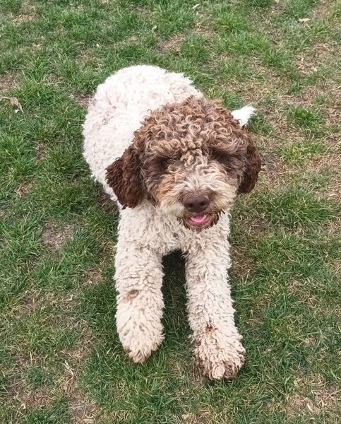 Catei, pui Lagotto Romagnolo