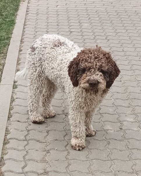 Catei, pui Lagotto Romagnolo