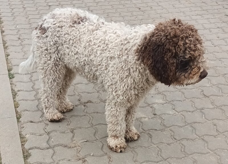 Catei, pui Lagotto Romagnolo