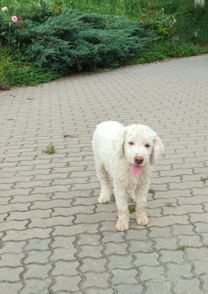 Catei, pui Lagotto Romagnolo