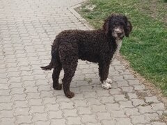 Catei, pui Lagotto Romagnolo