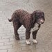 Catei, pui Lagotto Romagnolo