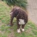 Catei, pui Lagotto Romagnolo