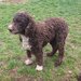 Catei, pui Lagotto Romagnolo