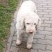 Catei, pui Lagotto Romagnolo
