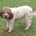 Catei, pui Lagotto Romagnolo