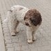 Catei, pui Lagotto Romagnolo