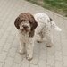 Catei, pui Lagotto Romagnolo