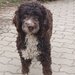 Catei, pui Lagotto Romagnolo