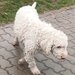 Catei, pui Lagotto Romagnolo