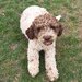Catei, pui Lagotto Romagnolo