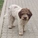 Catei, pui Lagotto Romagnolo