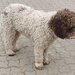 Catei, pui Lagotto Romagnolo